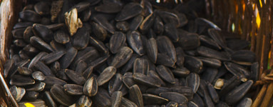 Sončnično olje (Helianthus annuus)